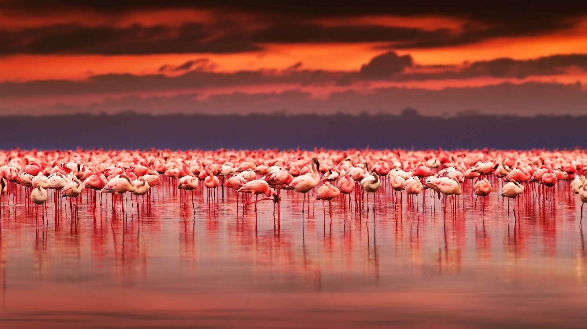 The African flamingos, known for their vibrant pink strides, provide a spectacular view of Lake Nakuru, Kenya, during sunset. African flamingos in Kenya in December