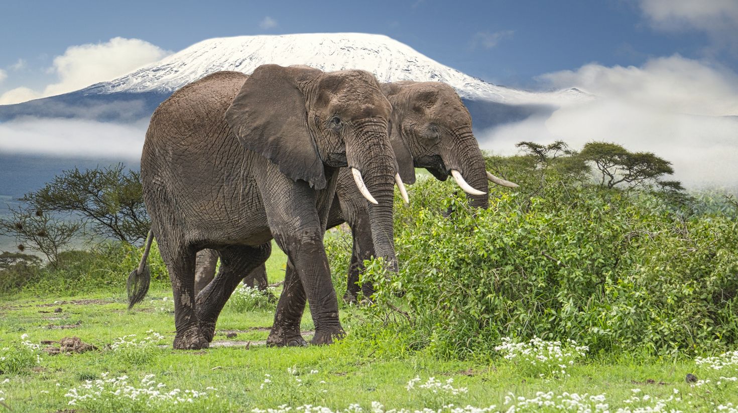 Visit Amboseli National Park in December to witness the spectacular natural scenery and the assortment of wildlife.