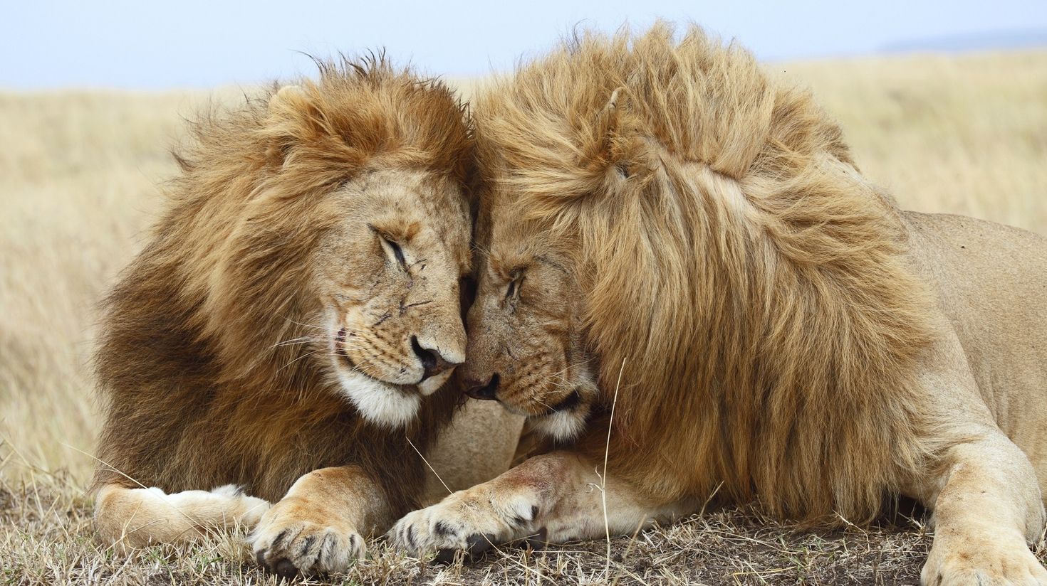 two male lions cuddling in Kenya in February