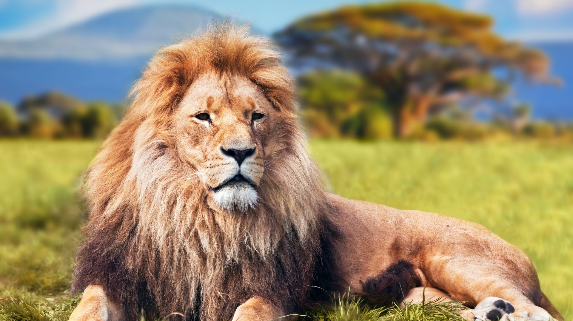 As the rain subsides, wildlife-watching against the backdrop of the African Savannah and Mount Kilimanjaro is unrivaled. lion lying on the Savannah, Kenya in July