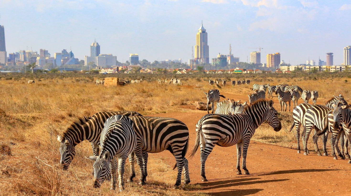 zebras in Nairobi National Park