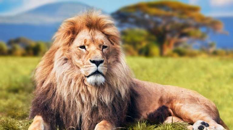 lion lying on the Savannah, Kenya in July