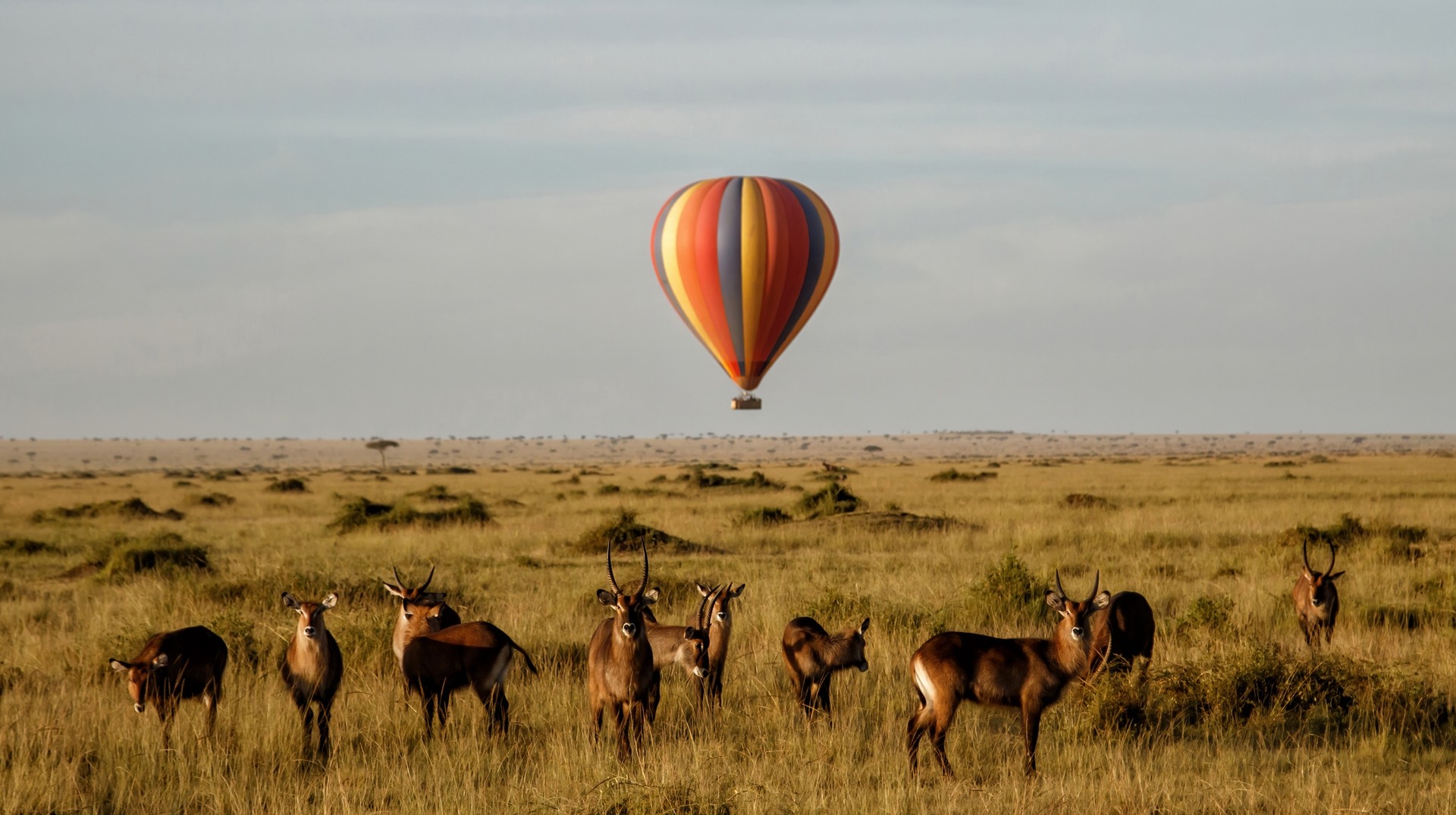 A small herd of waterbucks and a hot air balloon clicked in Kenya in June.