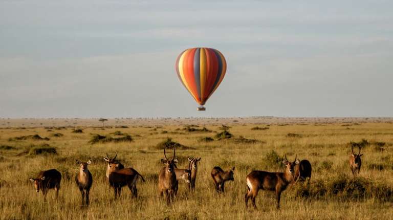 A small herd of waterbucks and a hot air balloon clicked in Kenya in June.