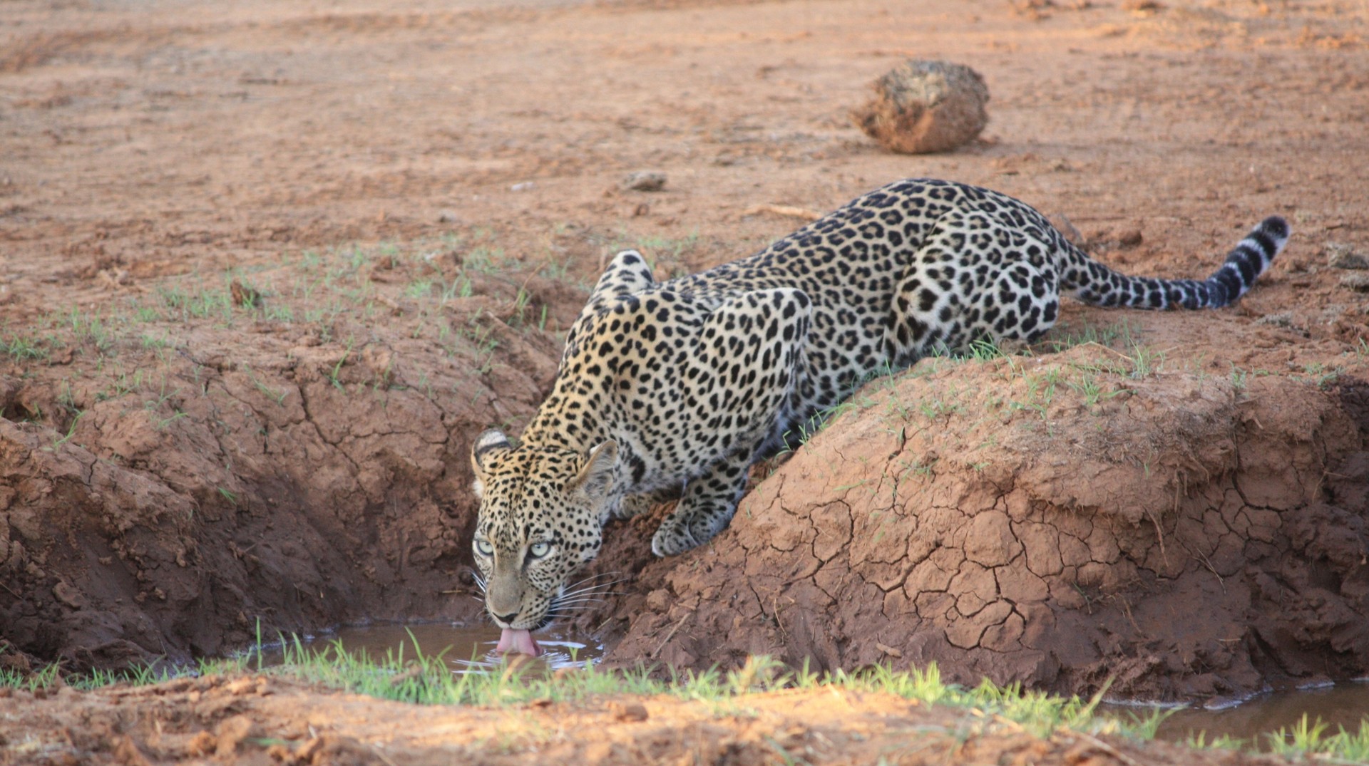 African Leopard after the monsoon in Kenya in March