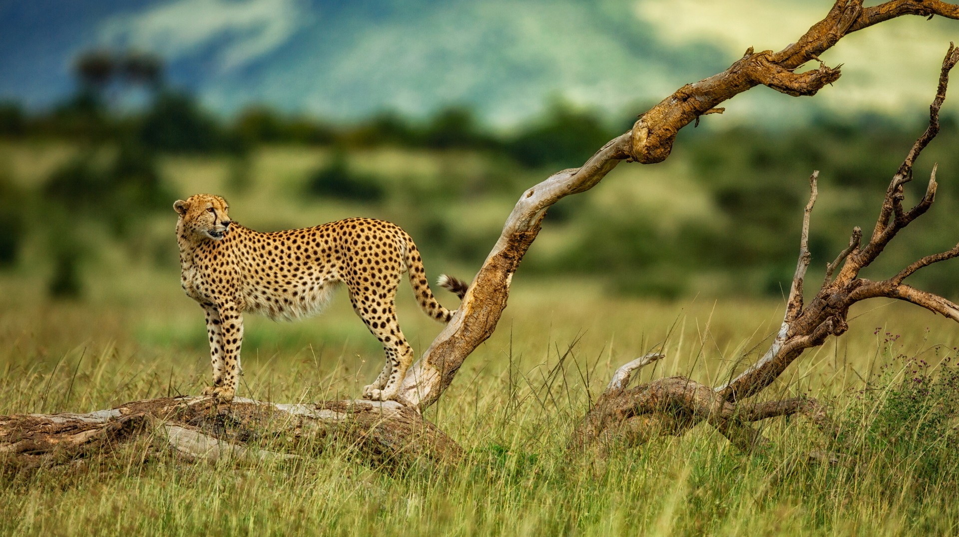 Cheetah in Kenya in November