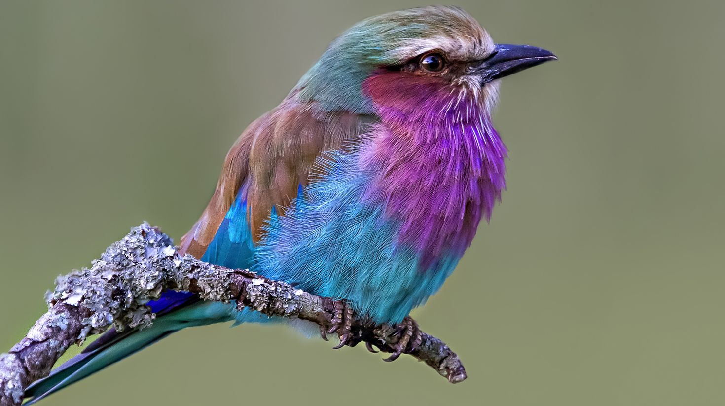Lilac breasted roller in Kenya in August