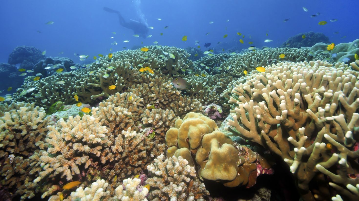 Coral reef ecology Kenya in November