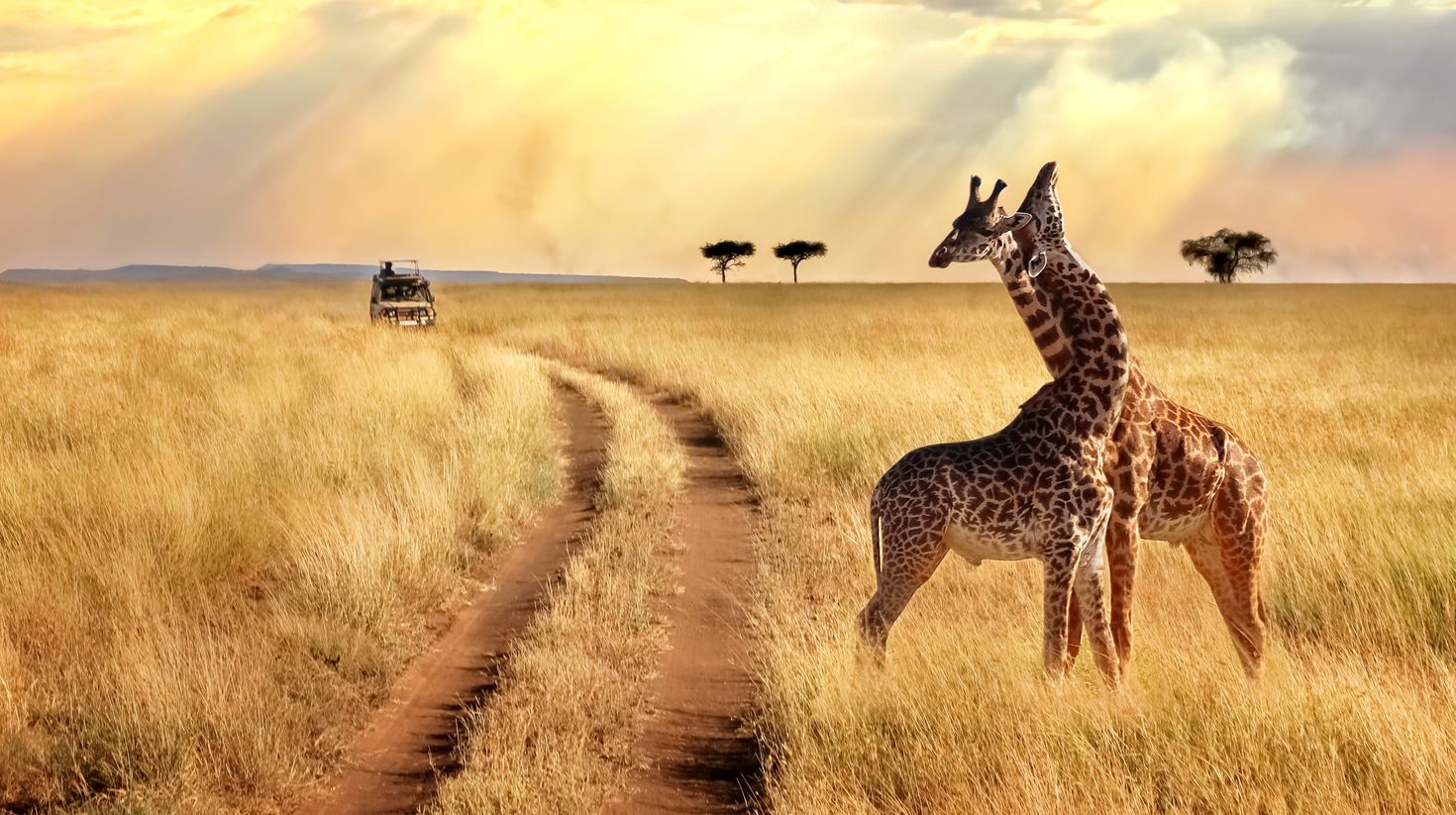 Giraffes in the Serengeti National Park in Kenya in November