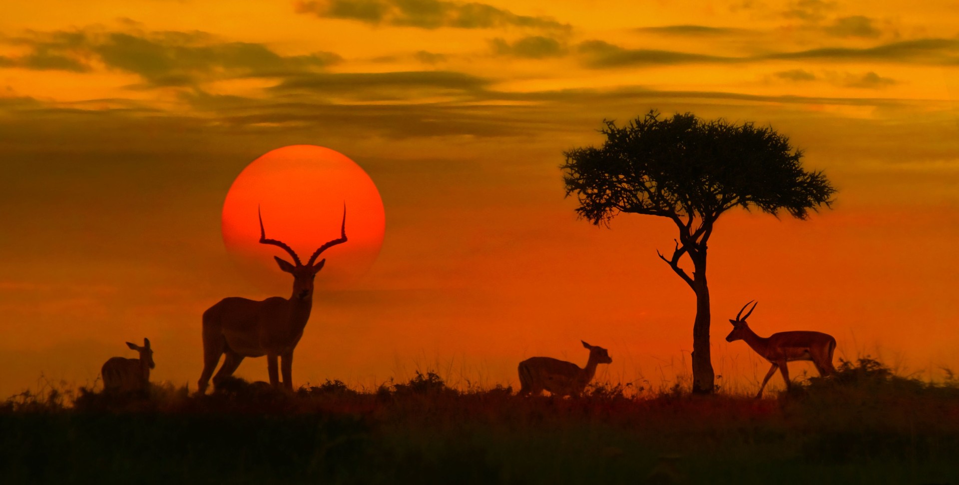 Kenya Wildlife