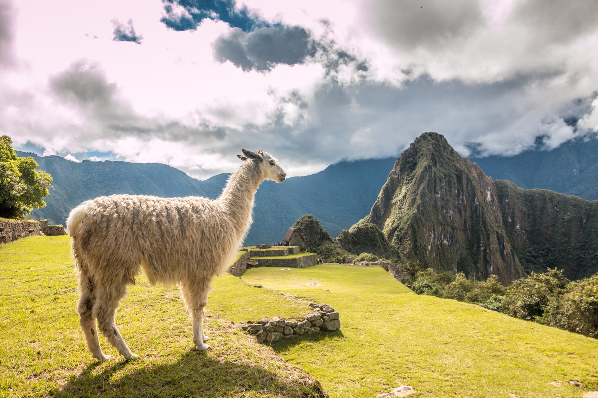 Lares trek vs the Inca Trail is a classic dilemma faced by trekkers in Peru