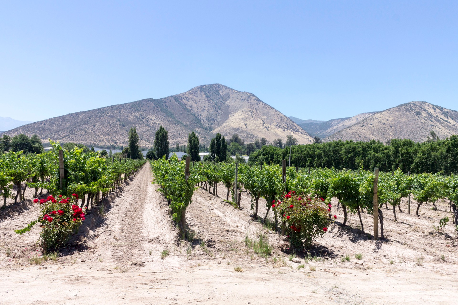 Maipo Valley Wine Region is the closest to Santiago; perfect for a day trip Maipo Valley wine region is the shortest drive away and offers a host of delectable Chilean wine, meaning it is a perfect getaway for a short day trip