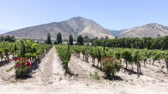 Maipo Valley Wine Tour: The Nearest Wine Region from Santiago