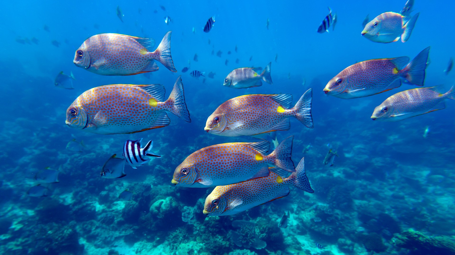 Malaysia in September invites you with amazing marine life, wildlife and natural hikes. School of spinefoot fish swimming near coral reef near Redang Island in Malaysia in September.