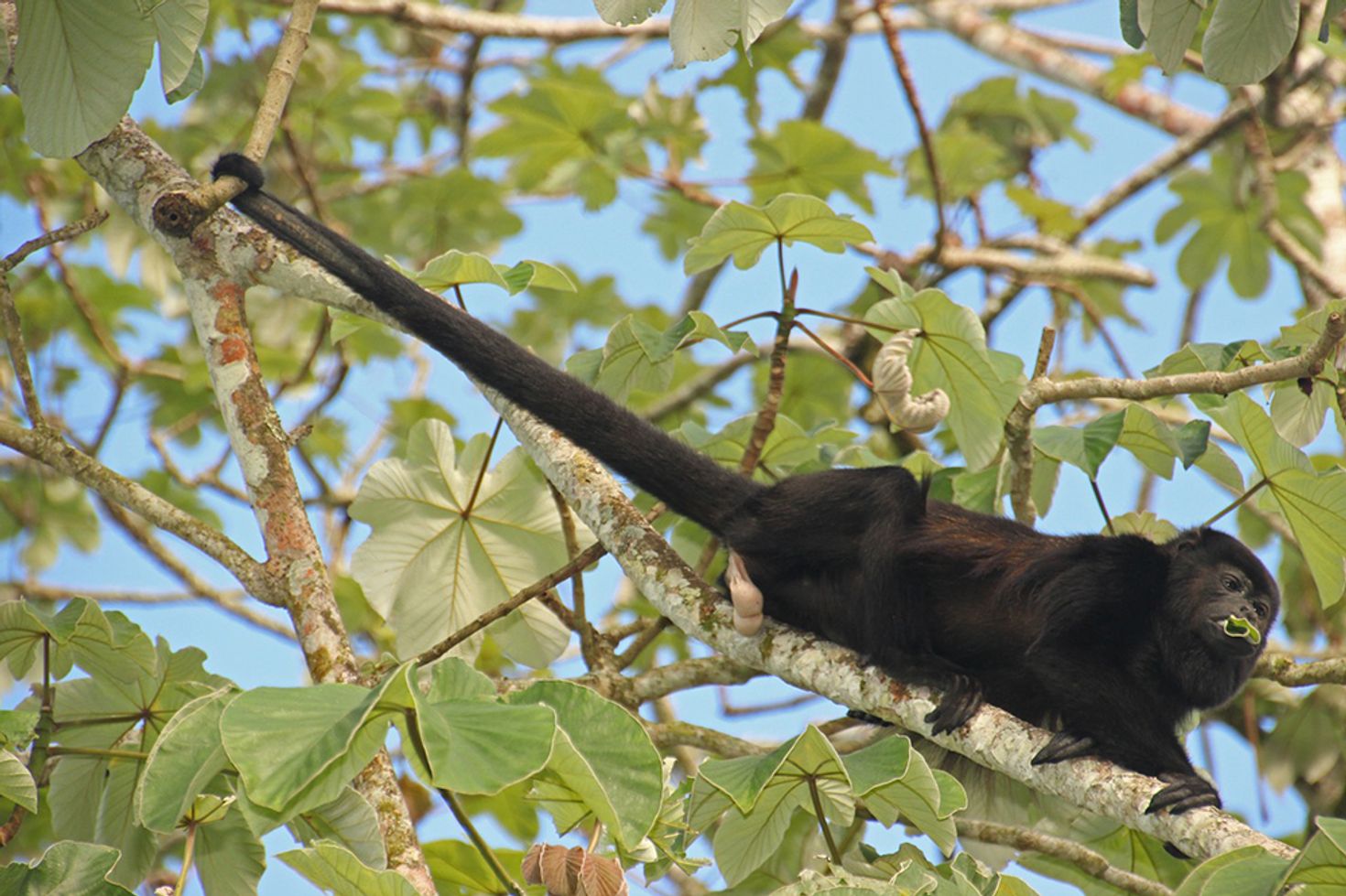 Howler monkeys' iconic cry can be heard around the national park