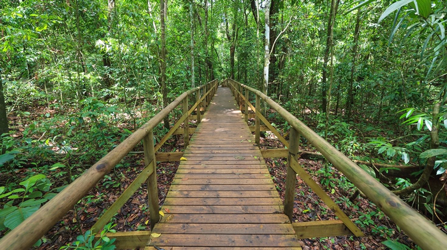 Manuel Antonio consists of several wooden trails