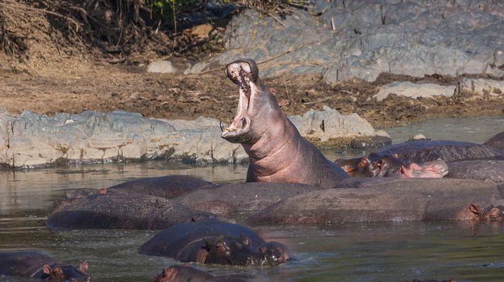Hippopotamus with its mouth wide open