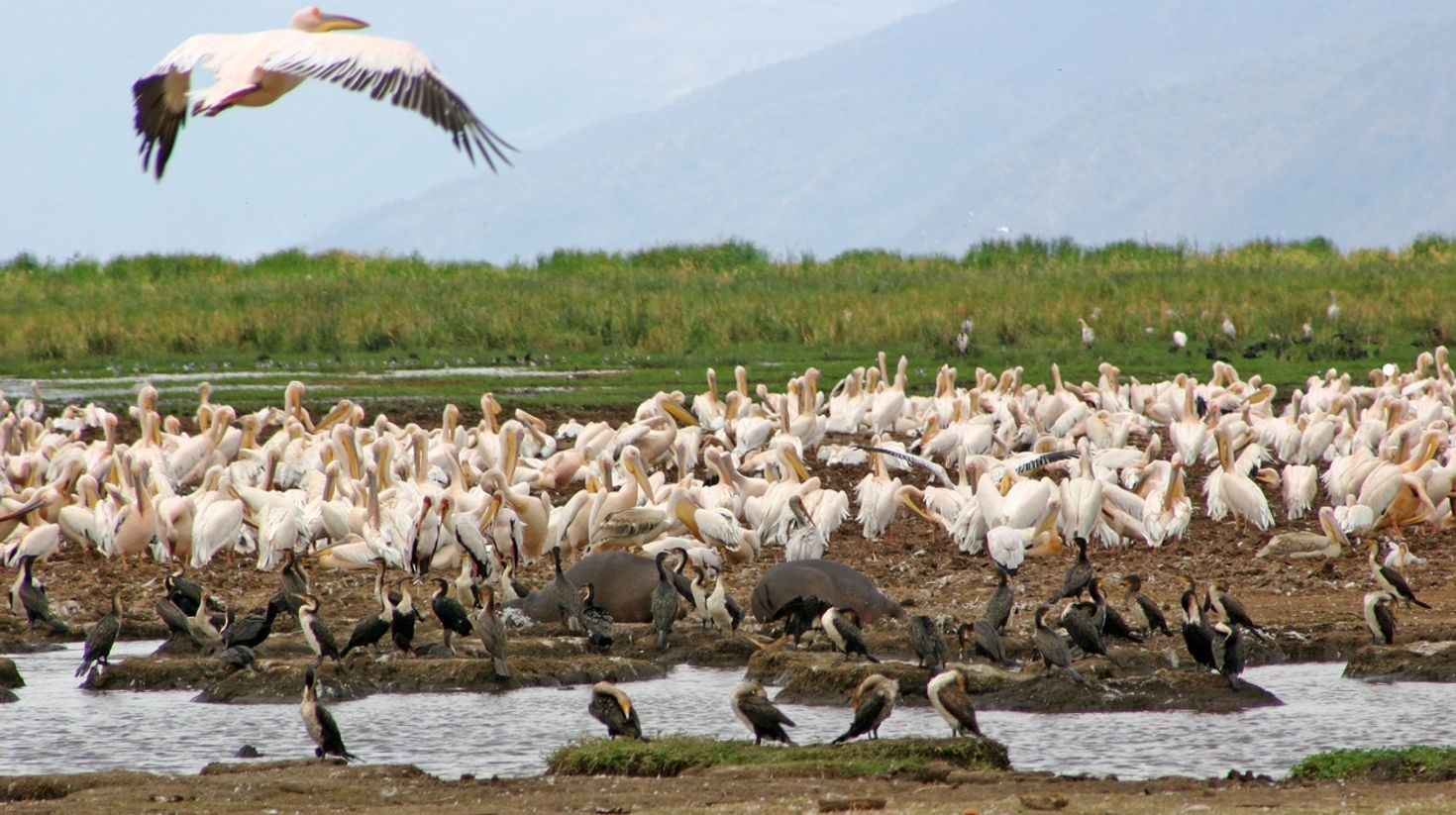Birds at Lake Manyara National Park