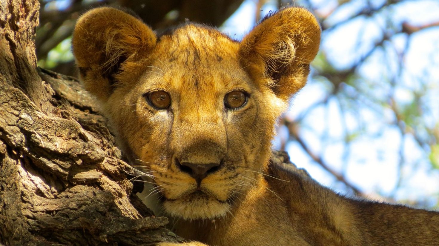 Tree climbing lions at Lake Manyara National Park