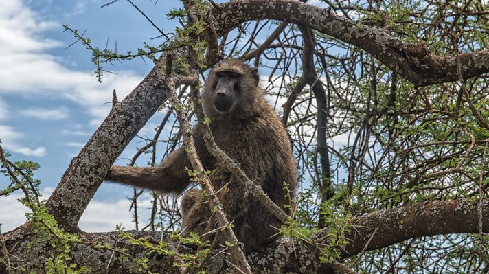 Olive baboon