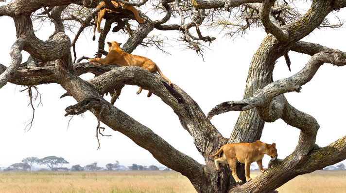Pride of lionesses resting on a tree