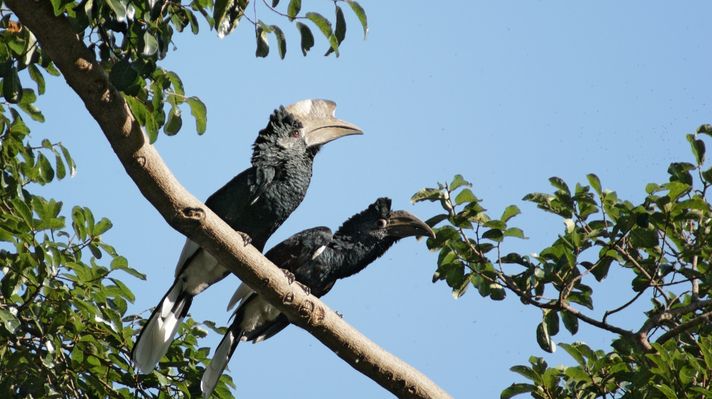 Silvery cheeked Hornbills