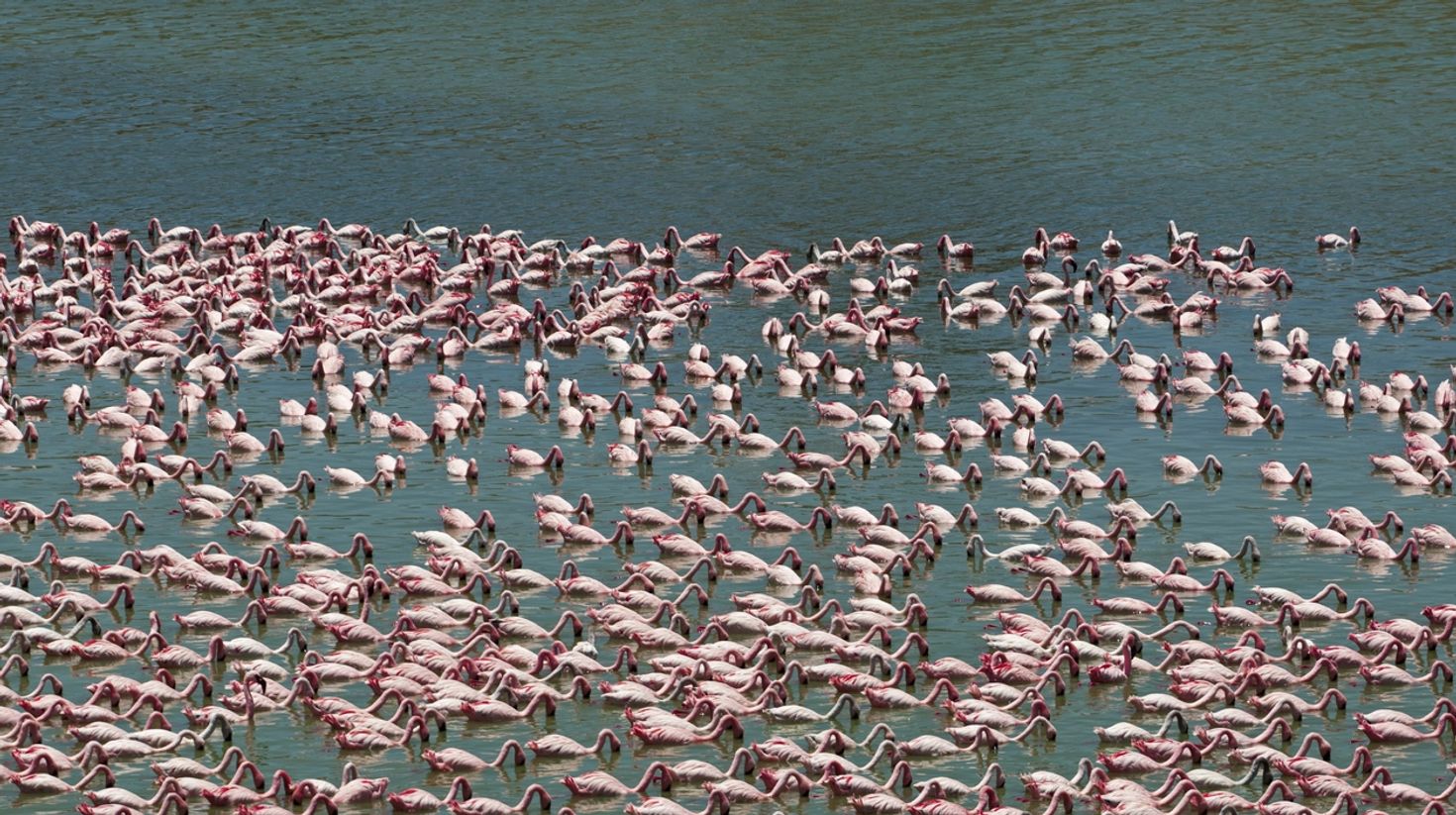 Flamingos at Lake Manyara National Park