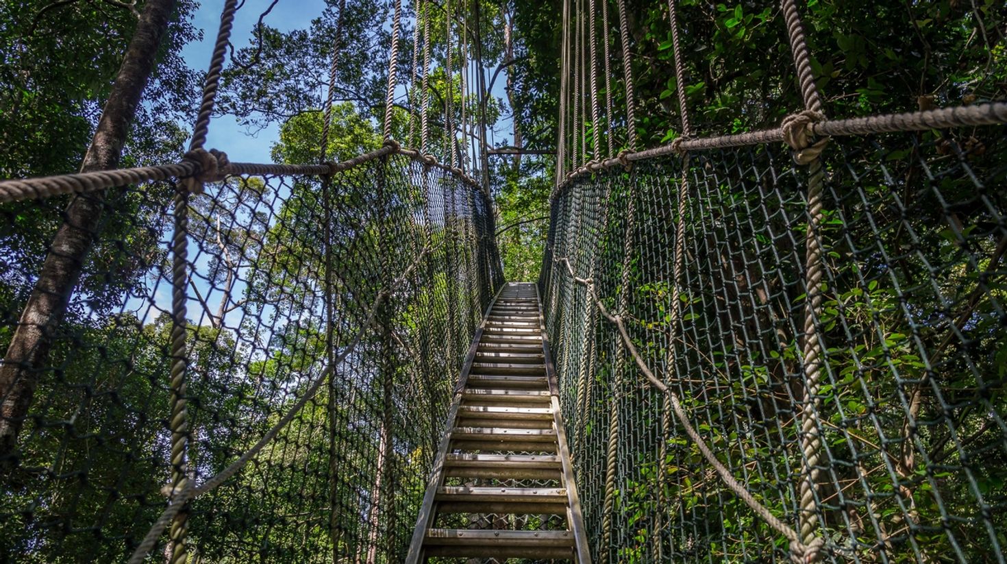 Treetop Walkway