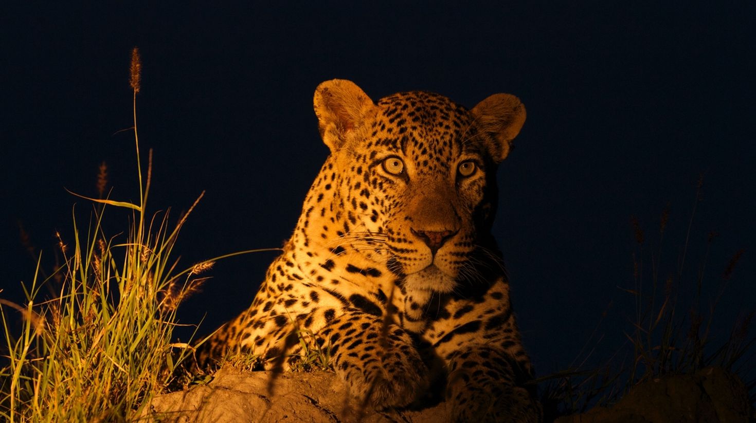 Leopard sightings in a Lake Manyara Safari