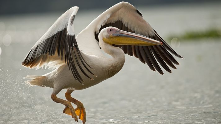 White Pelican