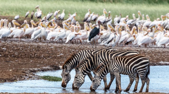 A herd of Zebras drinking water