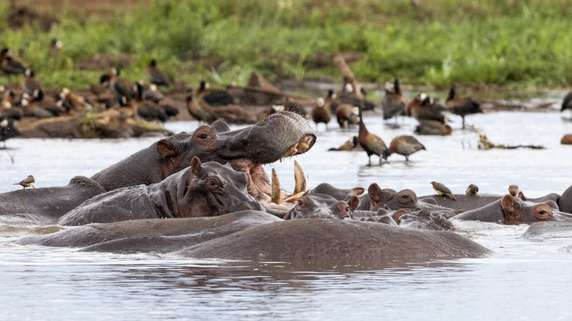 Lake Manyara National Park Safari Guide