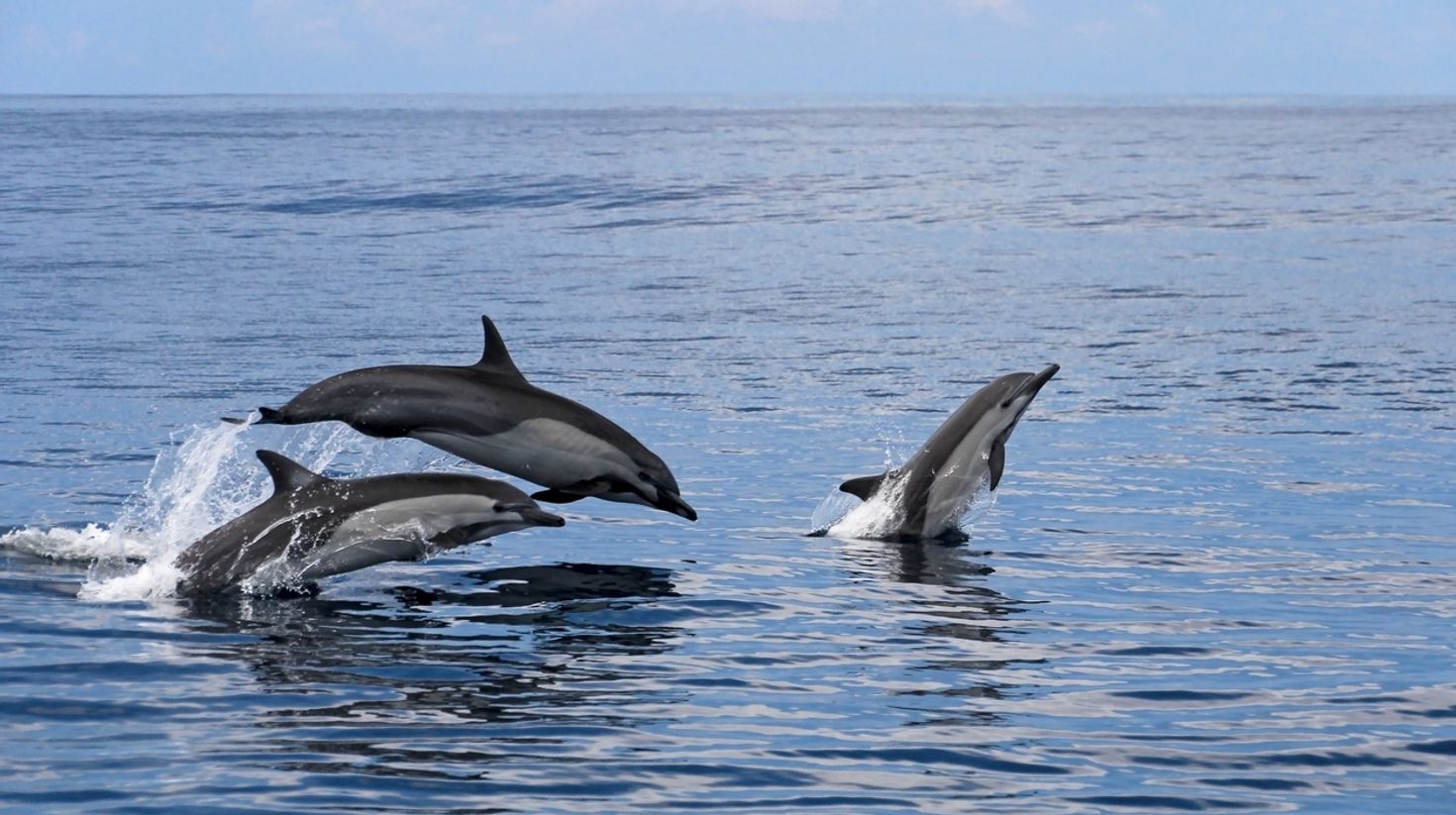 Marino ballena national park is a great place to spot dolphins