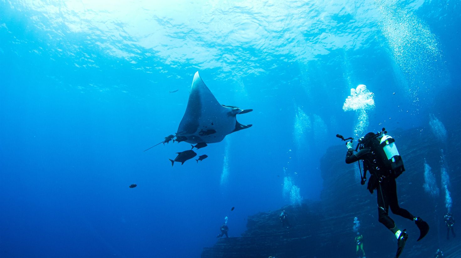 Manta Ray at Isla Revillagigedos, Mexico