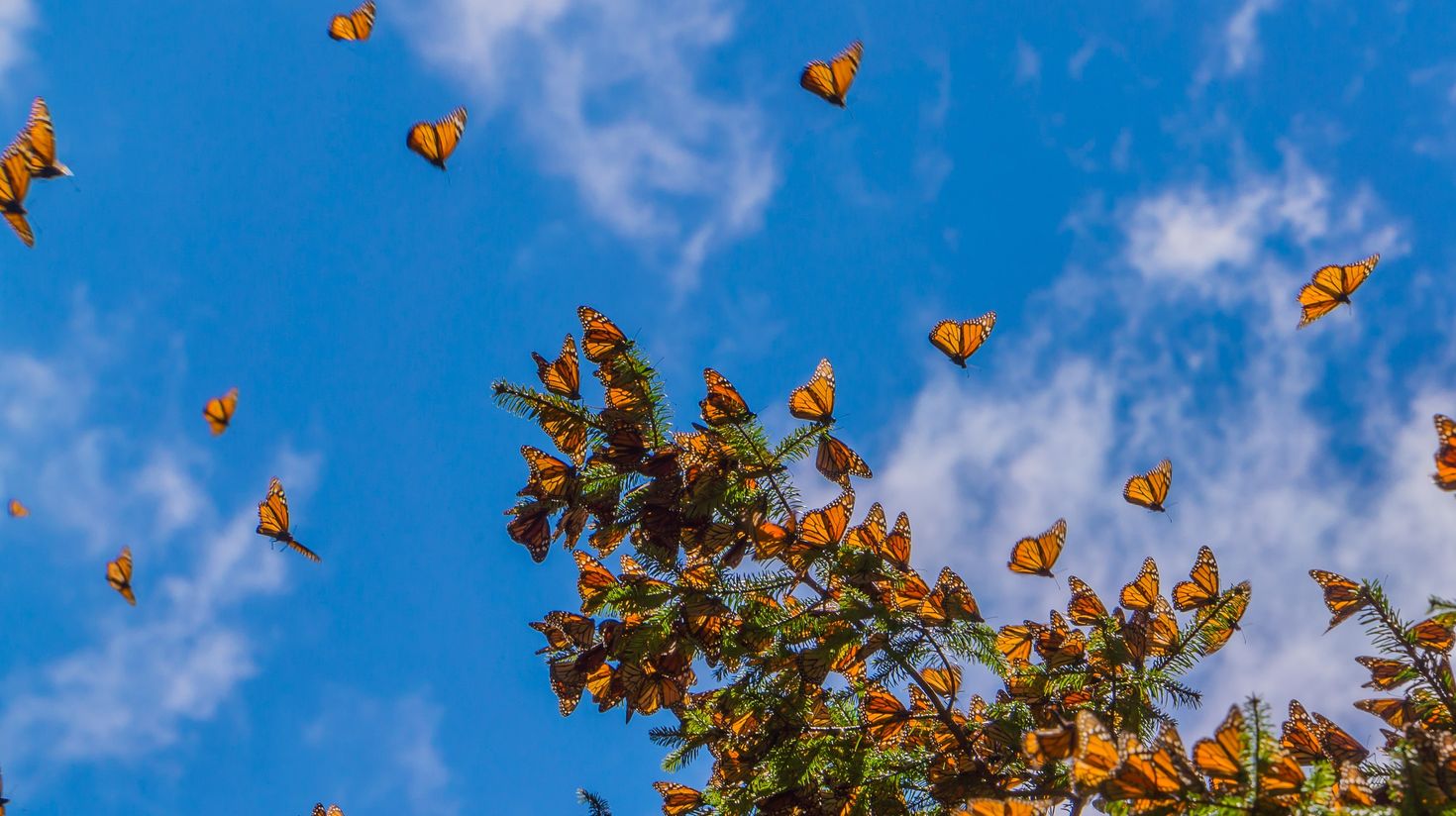 Monarch Butterflies on tree branch in sky background, Michoacan, Mexico