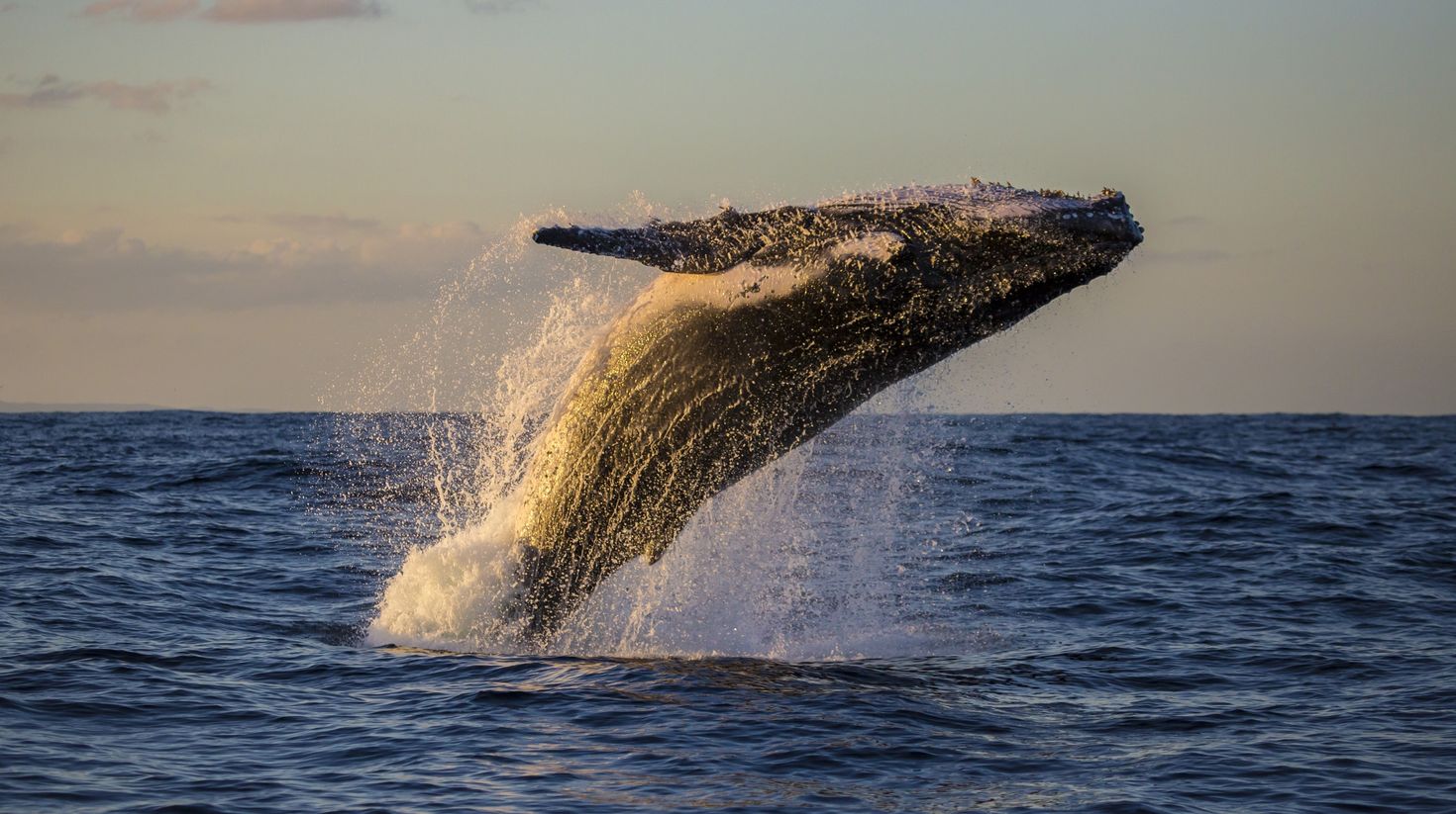 Humpback Whale Breaching at Sunset