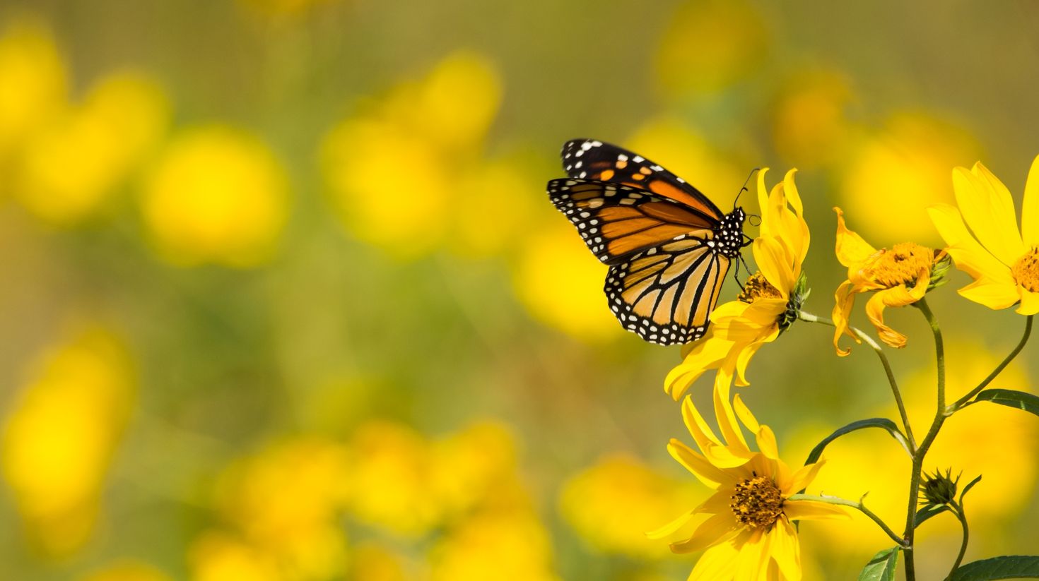 Monarch Butterfly feeding from Compass plants