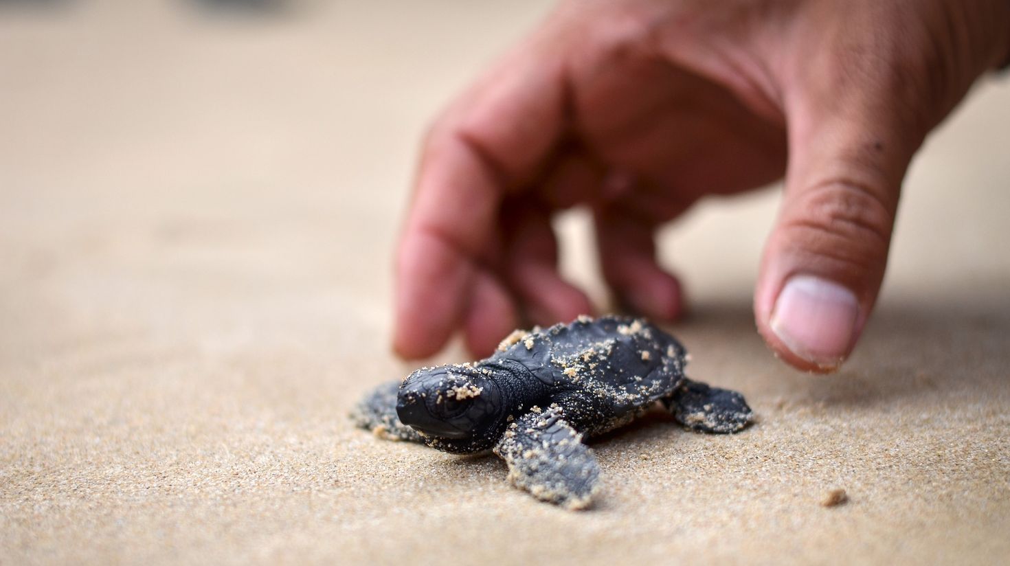 Baby turtles on the beach