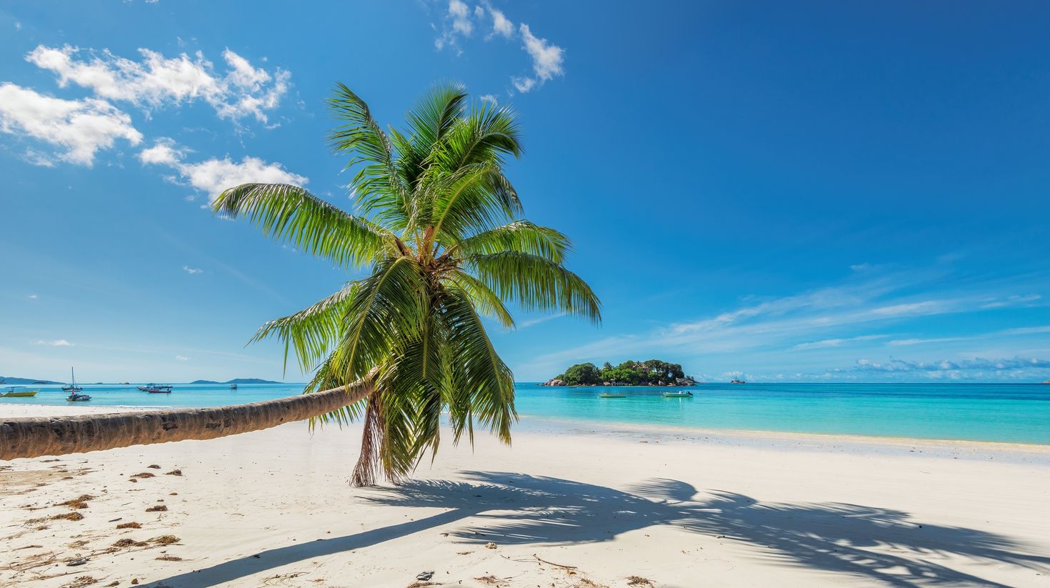 White sand beach with palm tree on tropical island in Caribbean sea