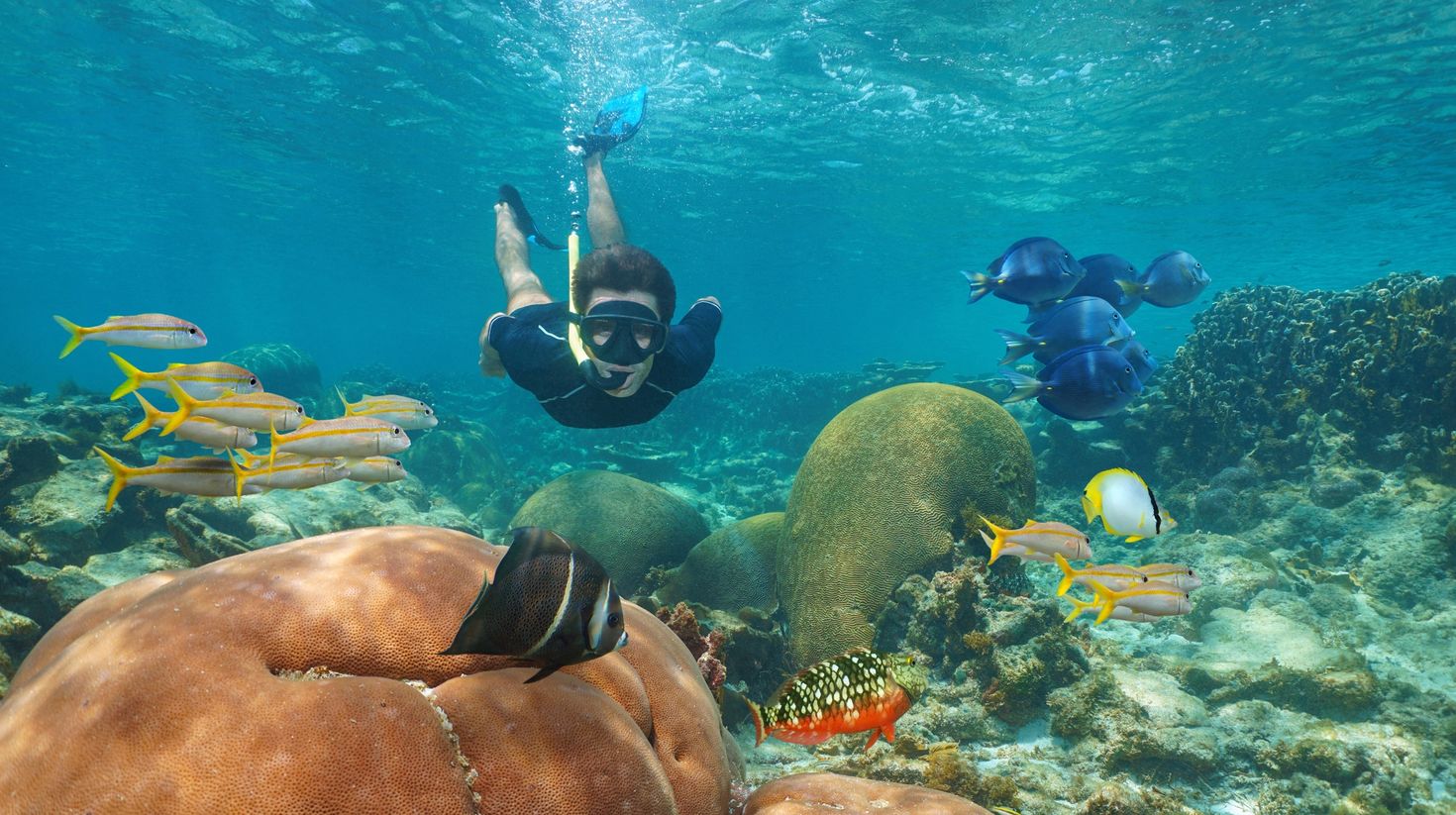 Man snorkeling underwater in a coral reef with colorful tropical fishes, Ca