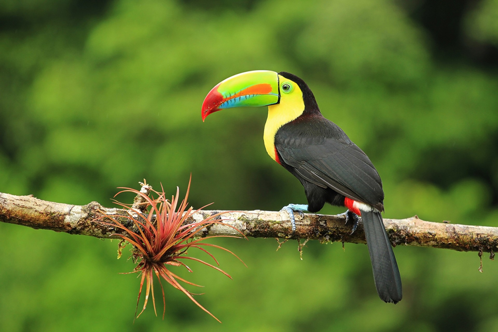 One of Costa Rica's most iconic birds, the toucan can be spotted in the Monteverde Cloud Forest. Toucans reside in the dense forests of Monteverde Cloud Forest Reserve.
Caption: