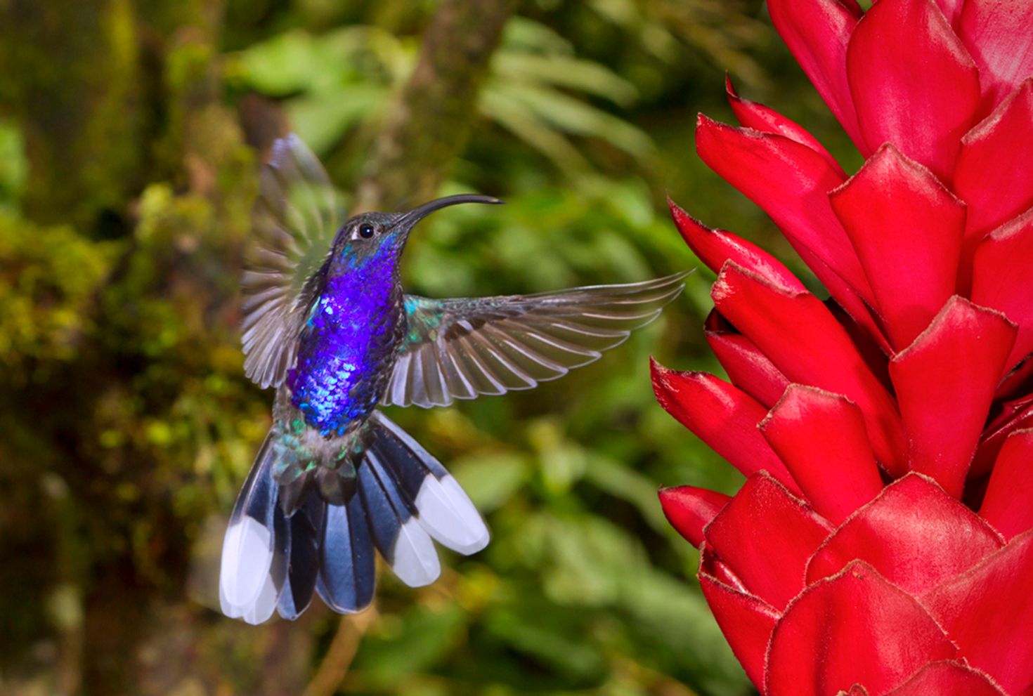 Monteverde Cloud Forest is home to many species of birds.