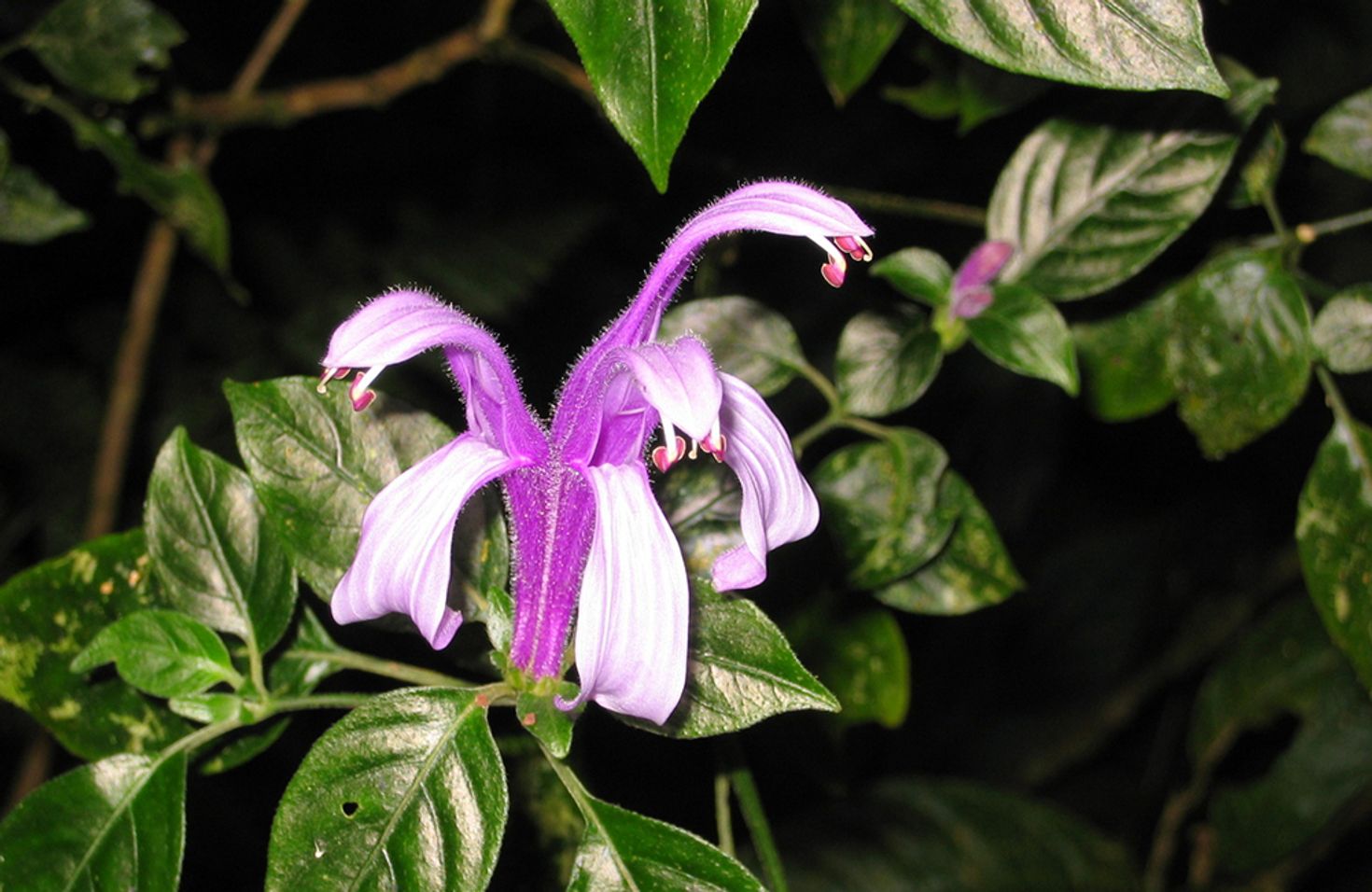 Orchids are common in the Monteverde Cloud Forest.