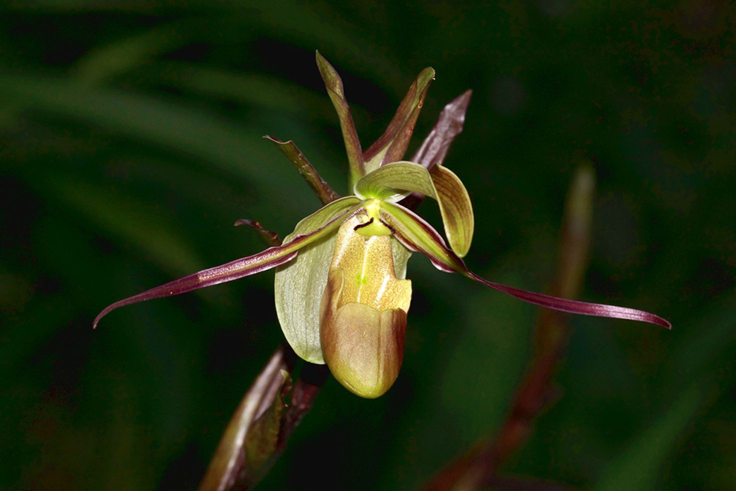 Monteverde Orchid Garden is 5 kms away from Monteverde Cloud Forest Reserve