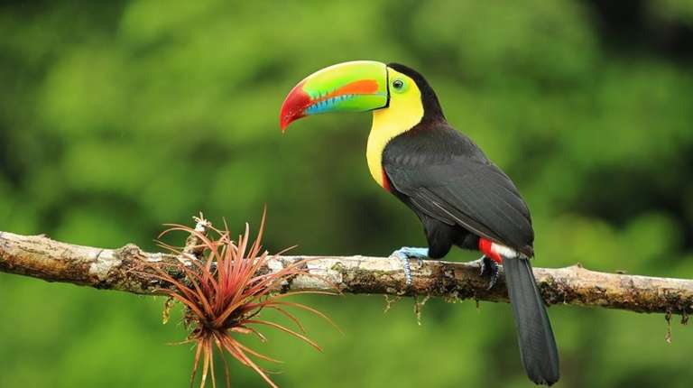 Toucans reside in the dense forests of Monteverde Cloud Forest Reserve.
Caption: