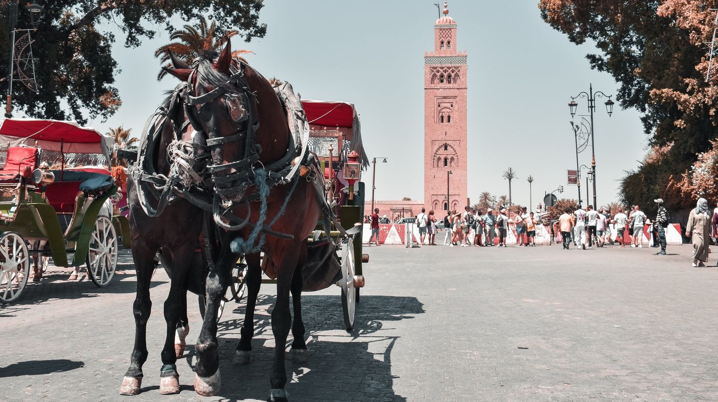 The bustling Marrakech