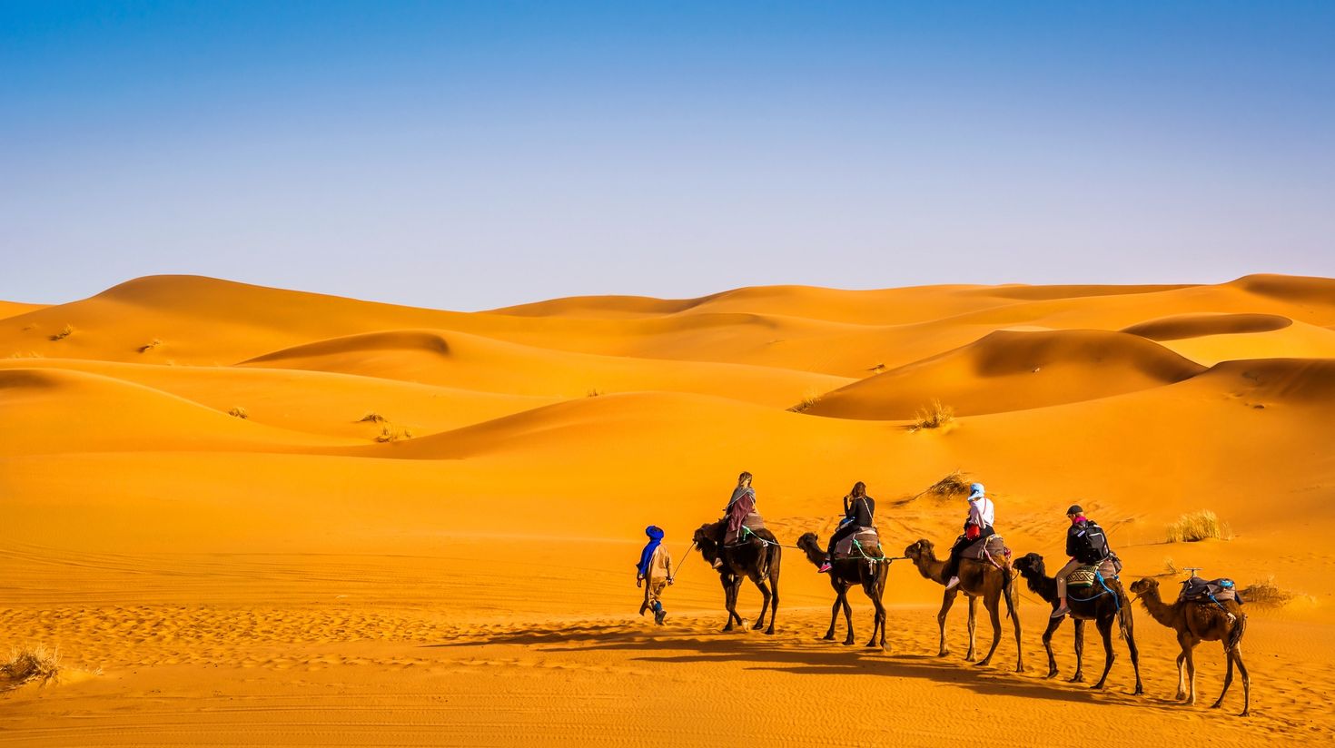 Camel caravan, Sahara Desert, Morocco