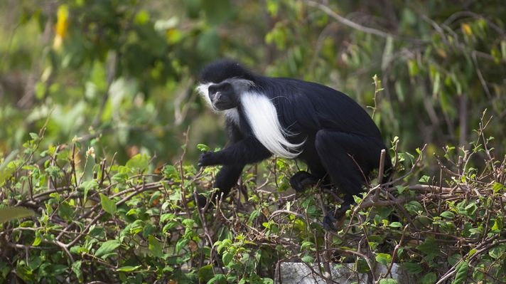Black and white Colobus Monkey