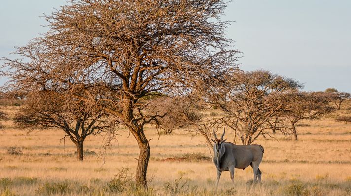 The common eland