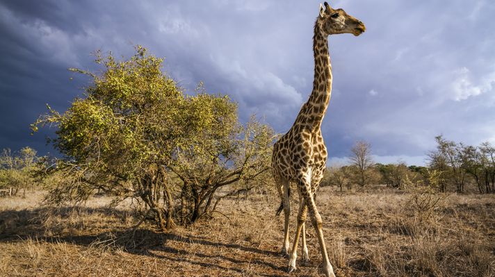 Kilimanjaro giraffe,